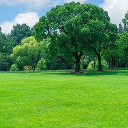 Four Seasons Evergreen Grass Seeds for Beautiful Grass – BUY 1 GET 1 FREE